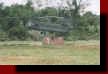 CH4736.jpg (29036 bytes)